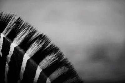 Close-up of zebra mane
