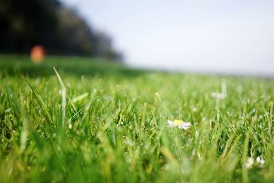 Grass growing on grassy field