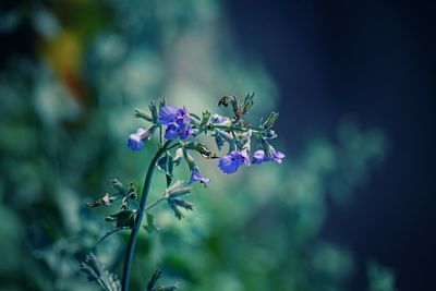 Close-up of purple flowering plant