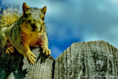 Close-up of squirrel