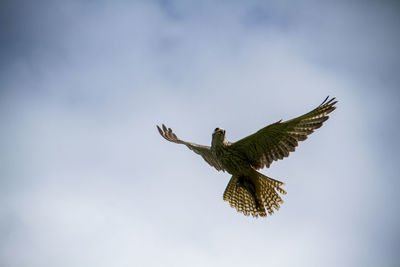 Low angle view of kestrel flying against sky