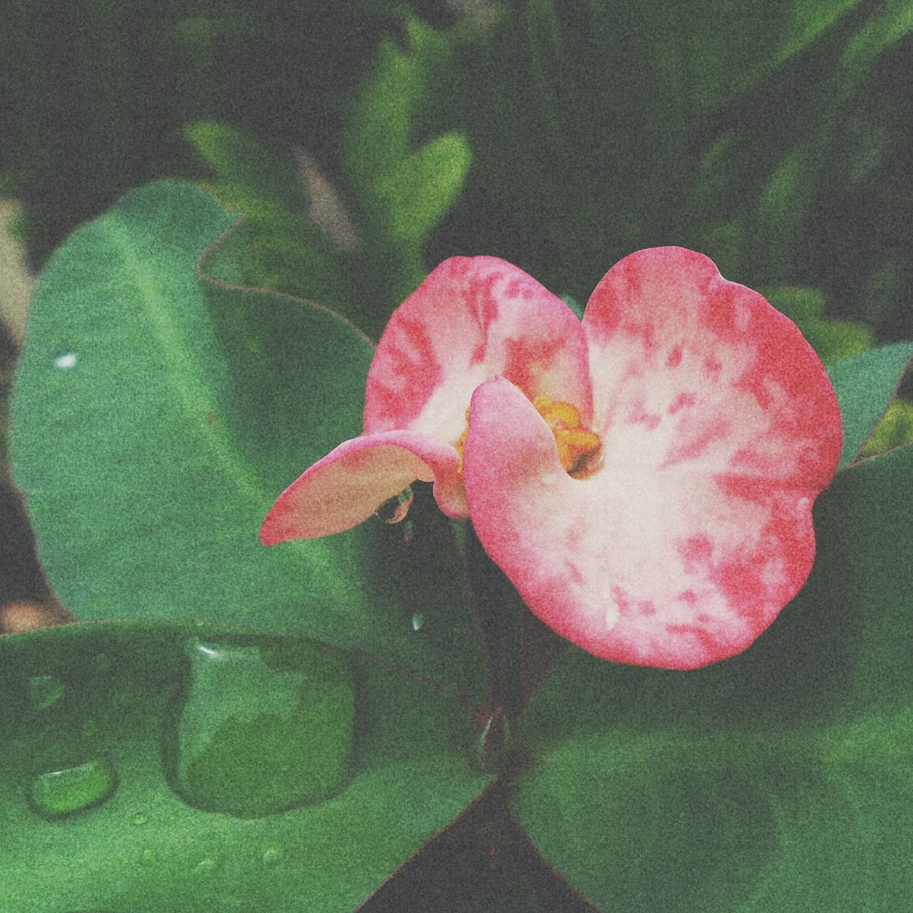 flower, petal, fragility, pink color, freshness, leaf, flower head, beauty in nature, growth, close-up, single flower, nature, plant, high angle view, blooming, green color, water, no people, day, outdoors