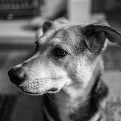 Close-up of dog looking away