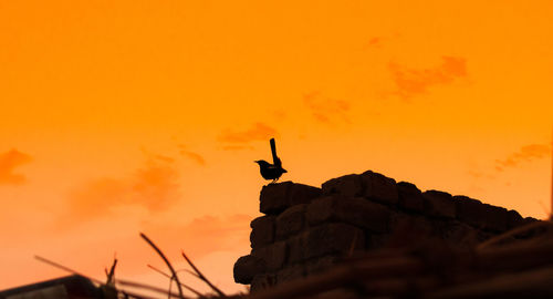 Low angle view of silhouette birds on orange sky