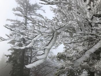 Low angle view of snow covered tree in forest
