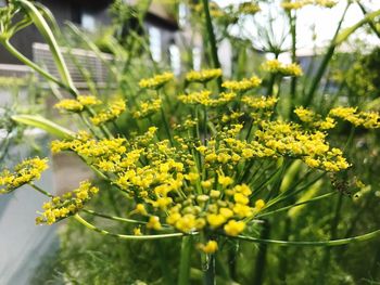 Close-up of yellow flowers