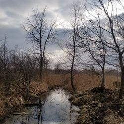 Bare trees by river against sky