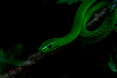 Close-up of green snake on plant at night