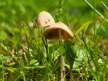 Mushrooms greenbrier river, west virginia 