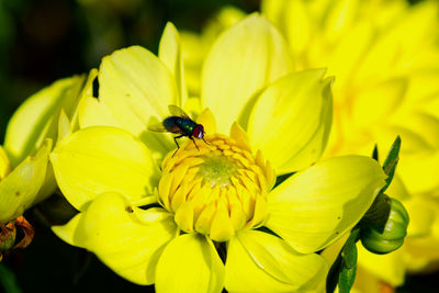 Close-up of insect on yellow flower