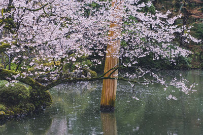 Cherry blossoms in spring