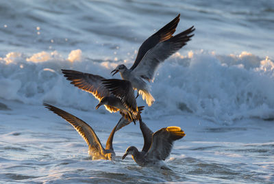 Close-up of bird flying over sea