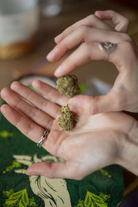 Cropped hand of woman holding plant