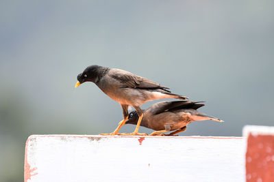 Close-up of bird perching outdoors