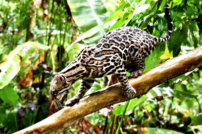 Close-up of giraffe on tree