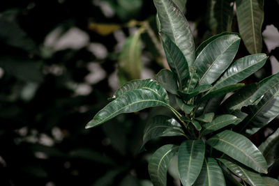 Close-up of plant leaves