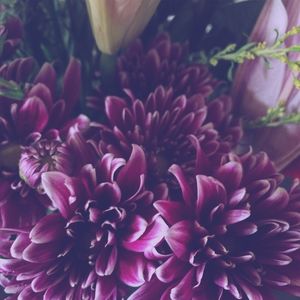 Close-up of pink flowers