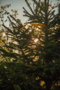 Low angle view of trees against sky