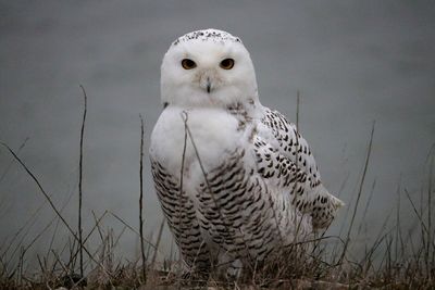 Close-up portrait of owl