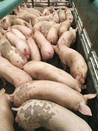High angle view of pigs at farm