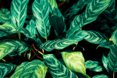 Full frame shot of green leaves