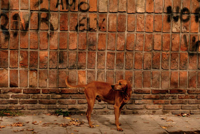 Dog standing against brick wall