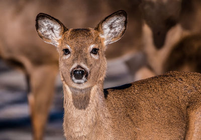 Close-up portrait of a deer