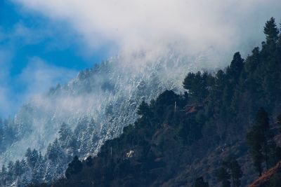 Panoramic view of trees against sky