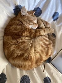 High angle view of cat sleeping on bed