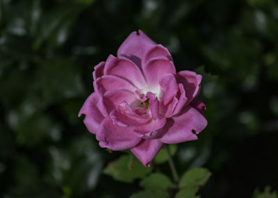 Close-up of pink flower blooming outdoors