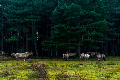 Sheep in a field