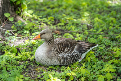 View of a bird on field