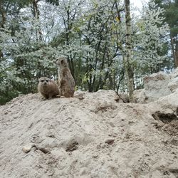 Sheep on tree