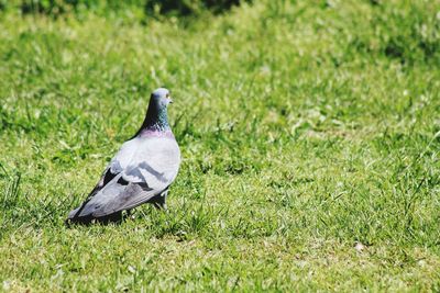 Side view of pigeon on grass