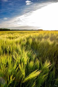 Scenic view of wheat field against sky