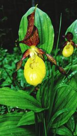 Close-up of yellow flowering plant