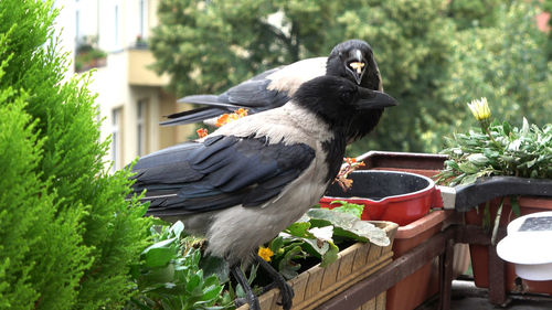 Bird perching on a plant