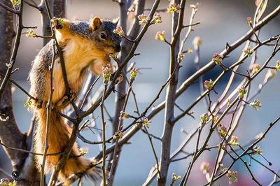 Low angle view of animal on tree