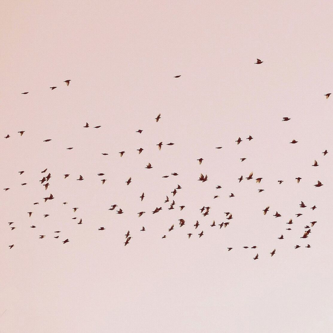 FLOCK OF BIRDS IN THE SKY