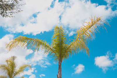 Low angle view of palm tree against blue sky