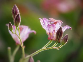 Close-up of pink flowering plant