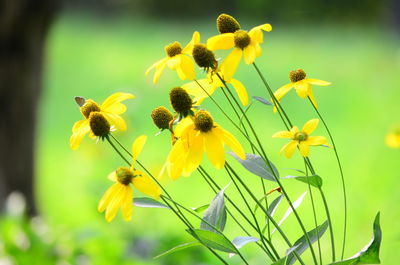 Close-up of yellow flowers blooming outdoors