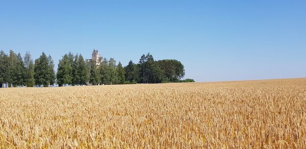 Scenic view of field against clear sky