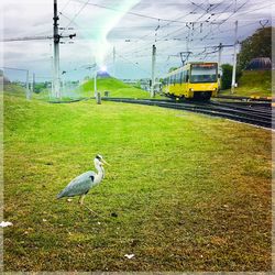 Bird on a field