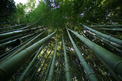 Low angle view of bamboo trees in forest