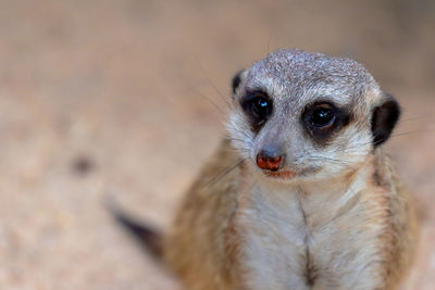 High angle close-up of meerkat