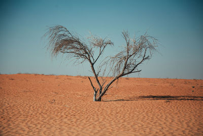 Bare tree on desert against clear sky