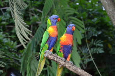 Close-up of parrot perching on branch