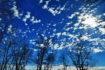Low angle view of bare trees against blue sky