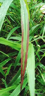 Close-up of raindrops on grass
